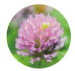 Red clover flower extract
